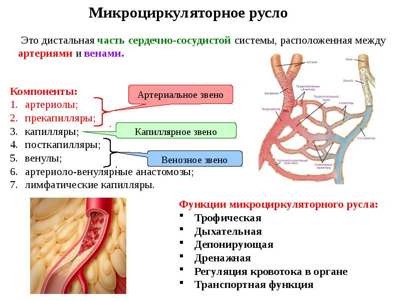 Сердечно сосудистая система гистология презентация