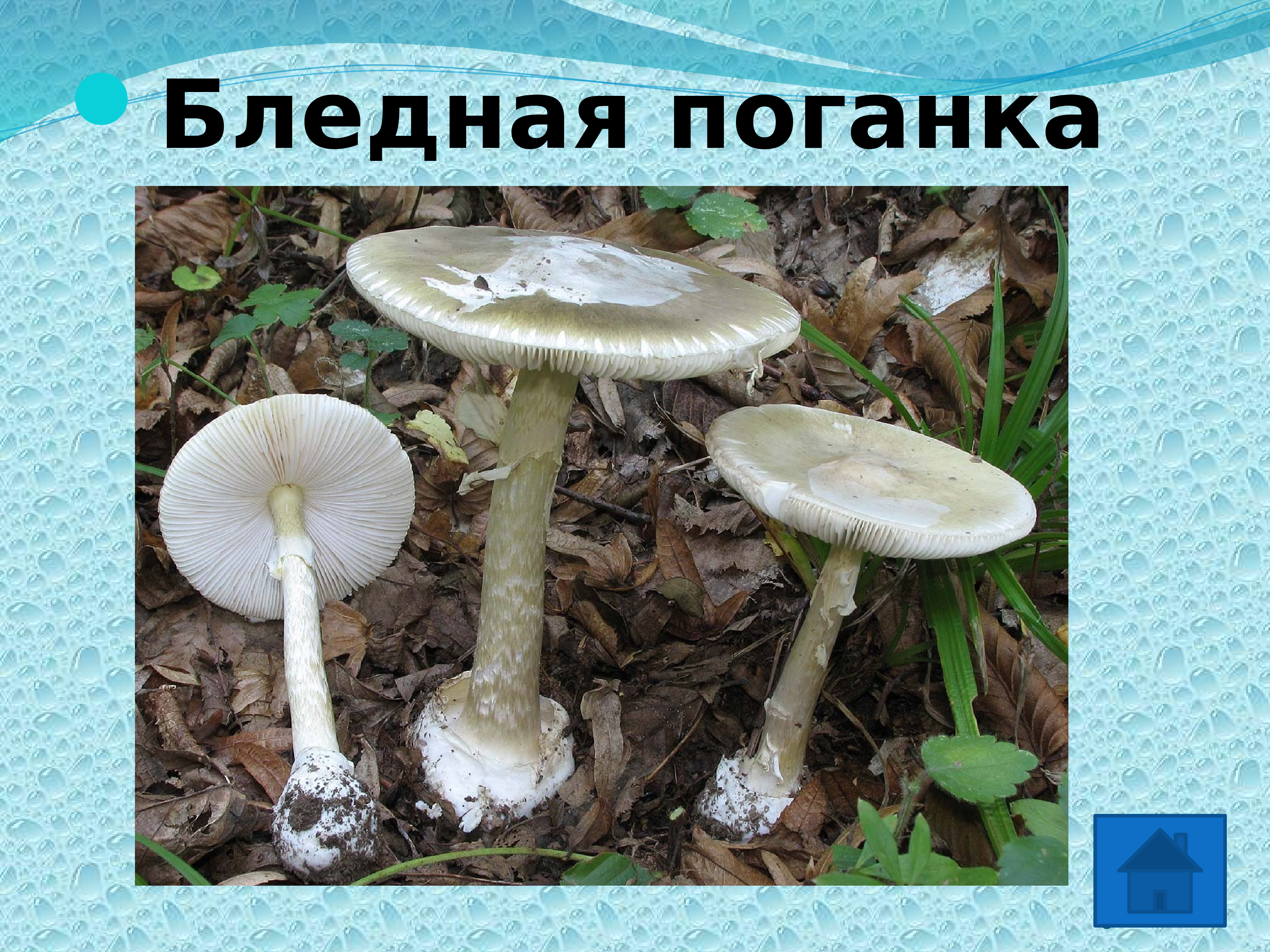 Опасный гриб бледная поганка