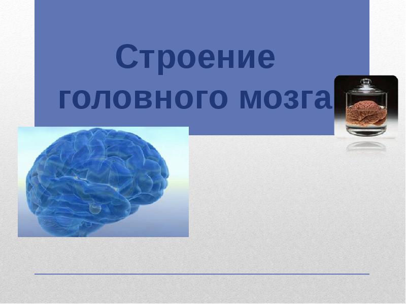 Презентация на тему головной мозг 8 класс биология