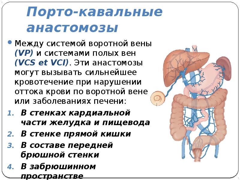 Порто кава кавальный. Система воротной вены анатомия. Воротная Вена венозные анастомозы кровообращение плода. Порто-кавальные венозные анастомозы.