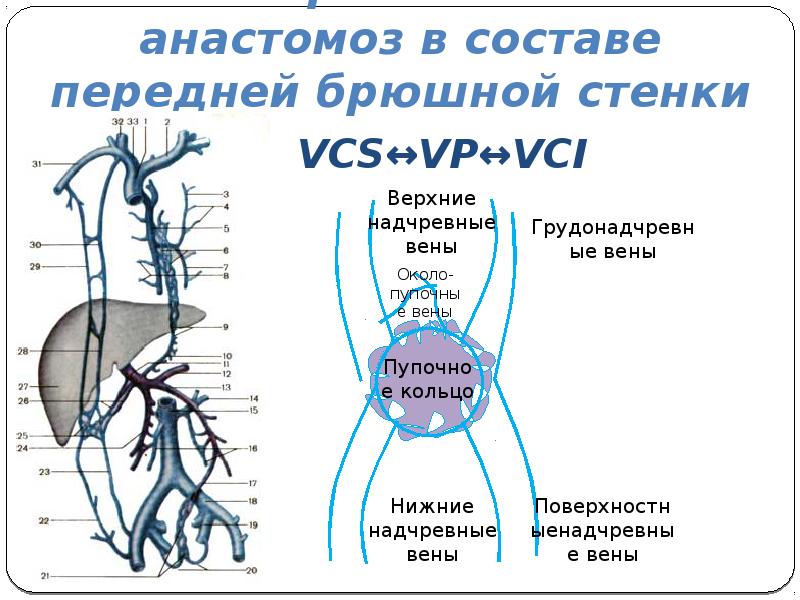 Венозная система анатомия презентация