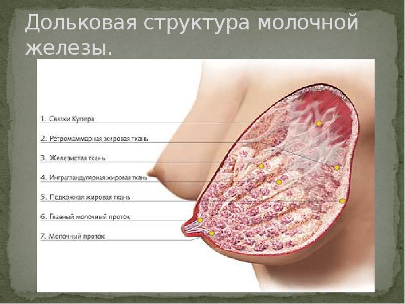 Где молочные железы. Молочные железы женщины. Структура молочной железы. Грудь молочная железа. Состав груди.