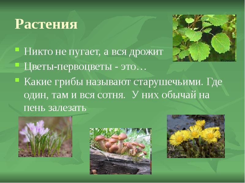 Никто не пугает а вся дрожит загадка. Никто не пугает а вся дрожит. Растение пробирается чтобы жить. Как называется растение никто не пугает а вся дрожит.