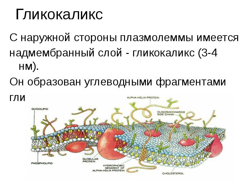 Функции плазмолеммы