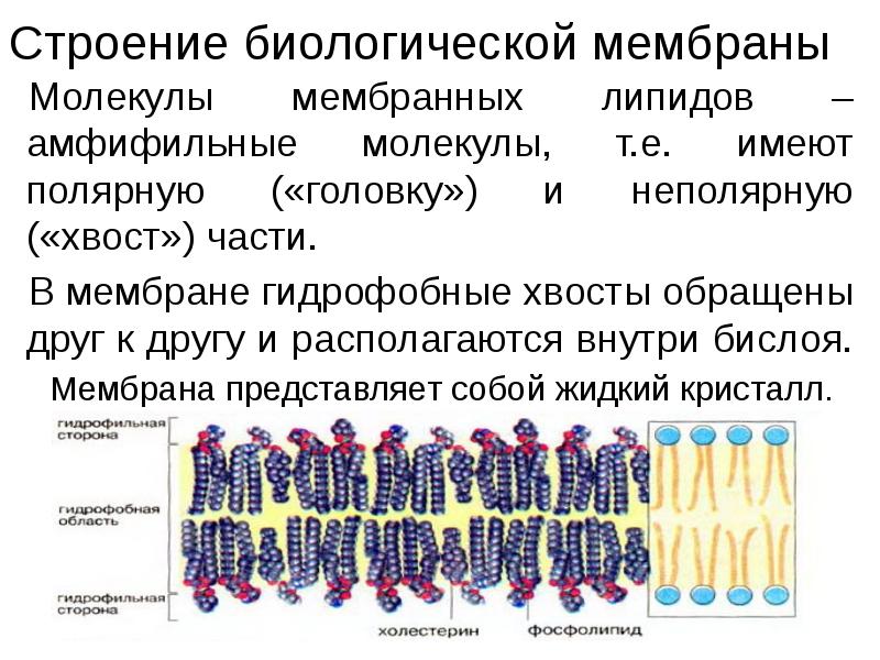 Клеточная плазматическая мембрана функции. Подвижность молекул белков плазматической мембраны. Подвижность молекул белков плазматической мембраны. Подвижность молекул белков плазматической мембраны. Плазматическая мембрана строение и функции рисунок.