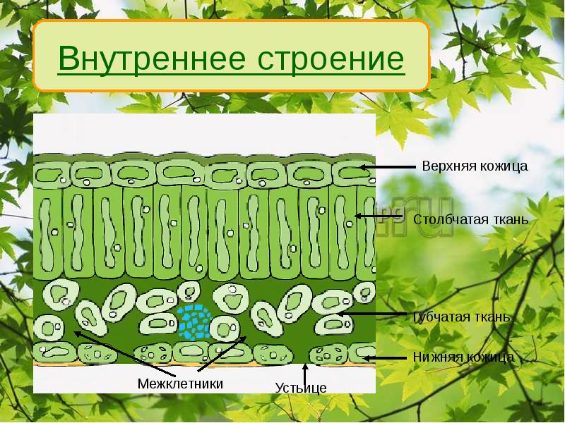 Внутреннее строение листа 6 класс презентация