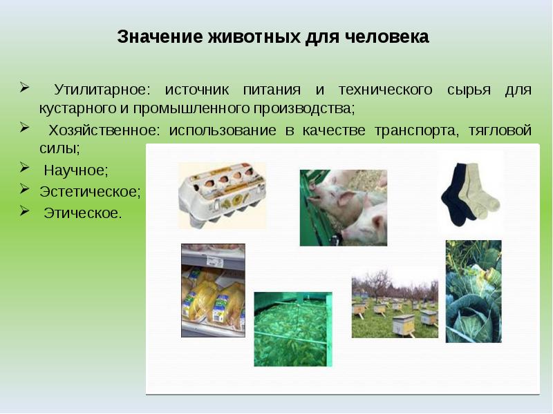 Значение животных для человека
Утилитарное: источник питания и технического сырья Значение животных для человека
Утилитарное: источник питания и технического сырья