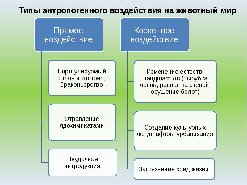 Меры по охране диких животных презентация