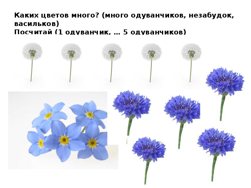 Незабудка одуванчик. Какого цвета гвоздика Василек незабудки. Одуванчики и незабудки. Язык цветов презентация. Ромашка Василек Незабудка это 2 класс.