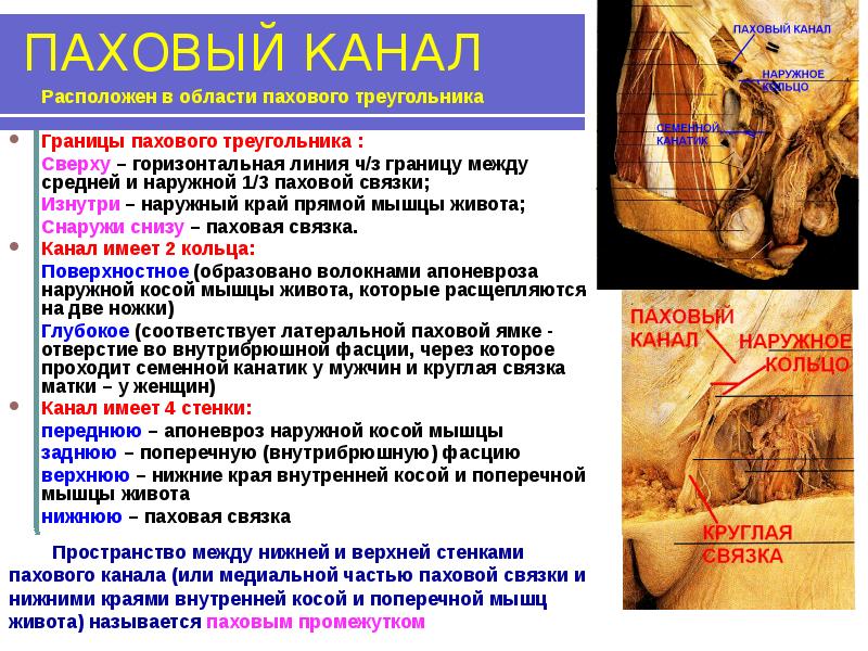 Норма паховых. Норма паховых. Семенной канатик в паховом канале. Норма паховых. Паховый треугольник гессельбаха.
