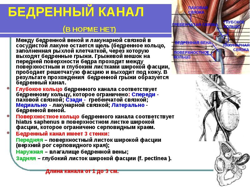 Бедренный канал схема - 81 фото