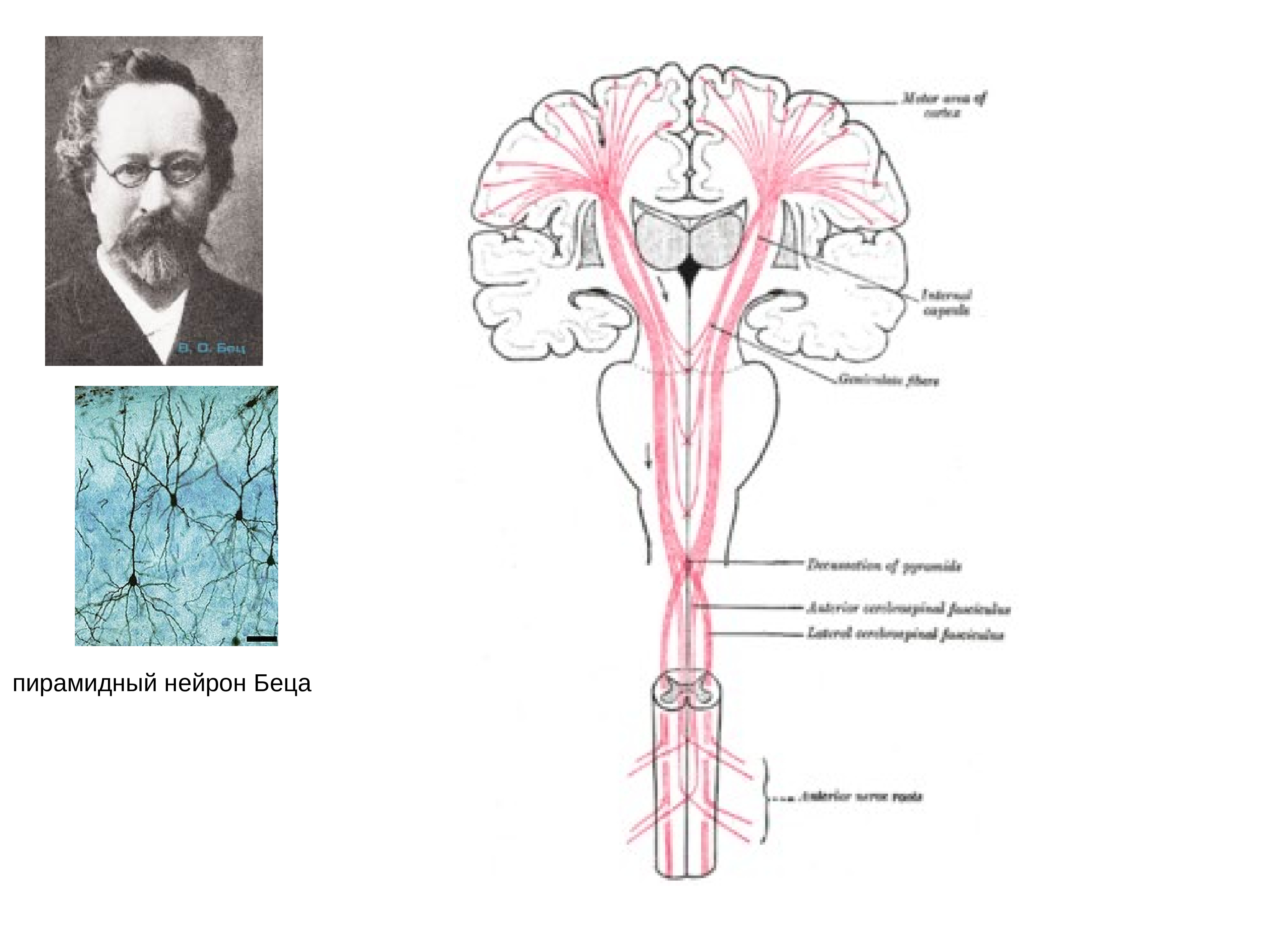 Клетки беца. Пирамидный Нейрон (клетка Беца).. Пирамидная система клетки Беца. Клетки Беца пирамидный путь. Пирамидный тракт клетки Беца.