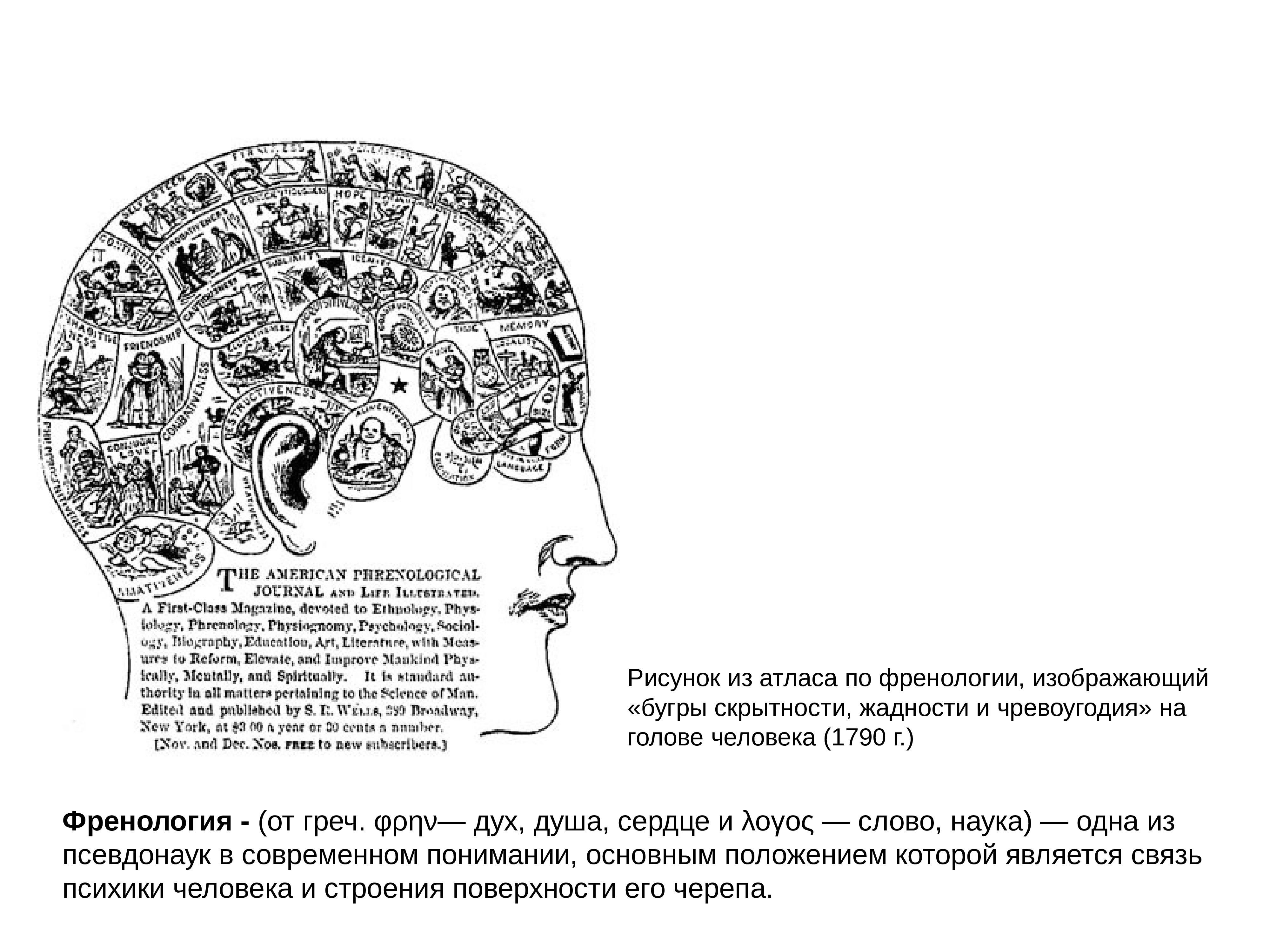 Френология карта черепа