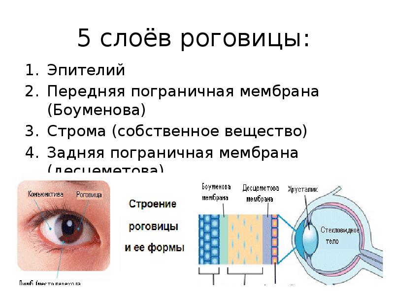 Функции роговицы глаза