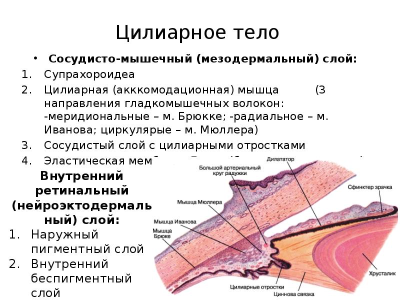 Меридиональное направление