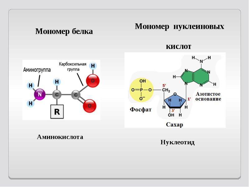 Аминокислоты нуклеиновые кислоты нуклеотиды презентация