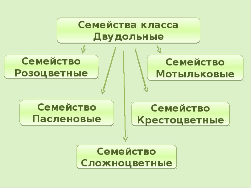 Биология двудольные тест. Семейства класса двудольные. Семейства двудольных растений таблица. Семейства класса двудольные таблица. Семейства двудольные семейство Розоцветные.