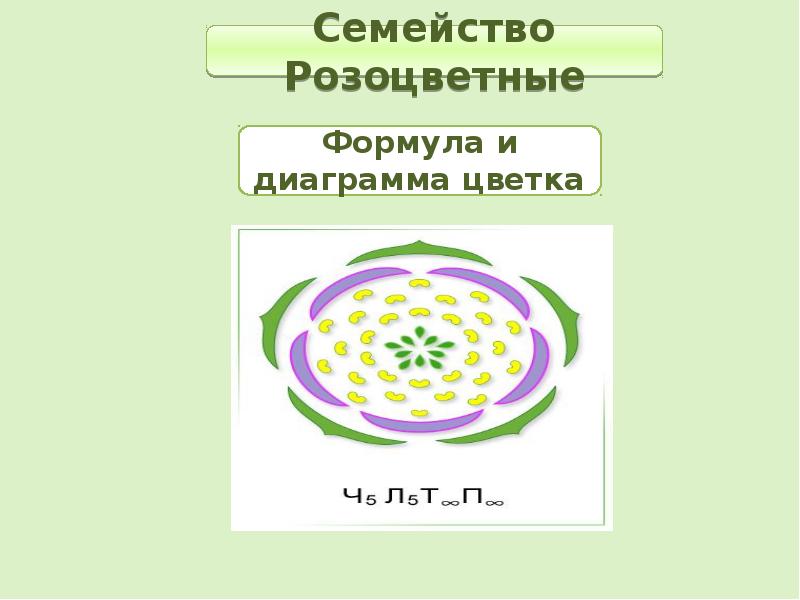 Вишня диаграмма цветка и формула