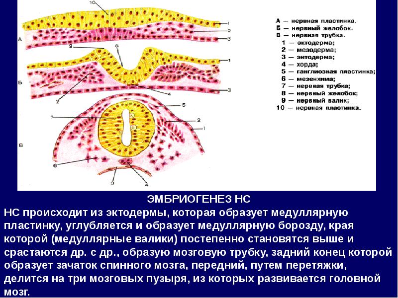 Спинной мозг из эктодермы. Нервная трубка эмбриогенез. Нервная система развивается из нервной трубки. Формирования нервной трубки в эмбриогенезе. Этапы формирования нервной трубки.