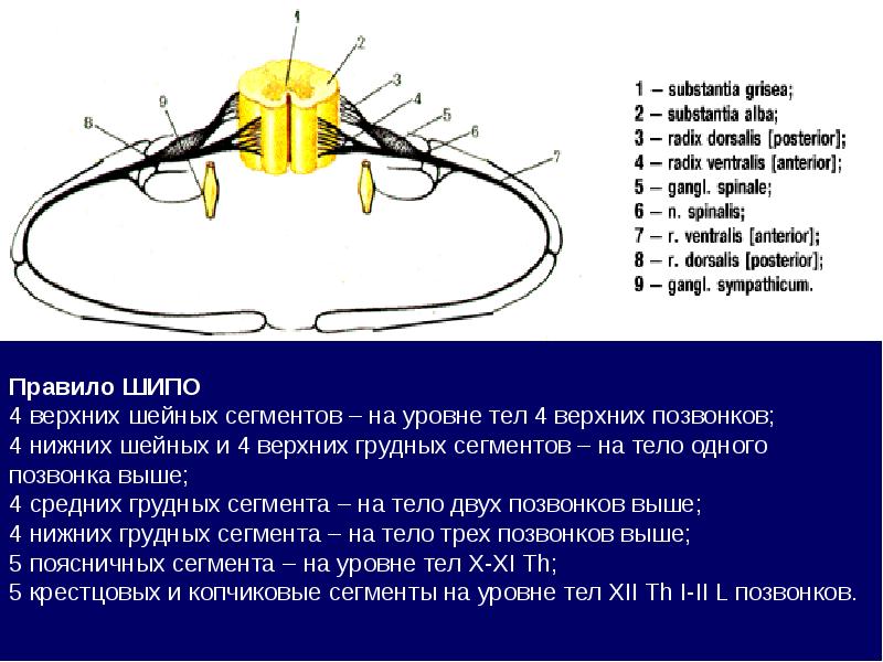 Спинной мозг неврология презентация