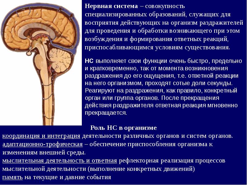 Органы координации. Учение о нервной системе. Нервная система это совокупность. Нервная координация. Восприятие структуры нервной системы.