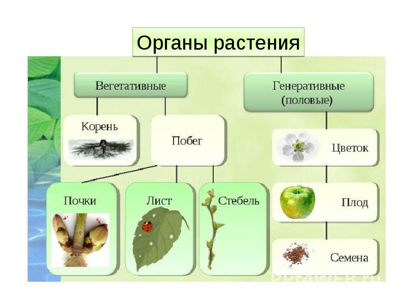 Цветок плод семя презентация