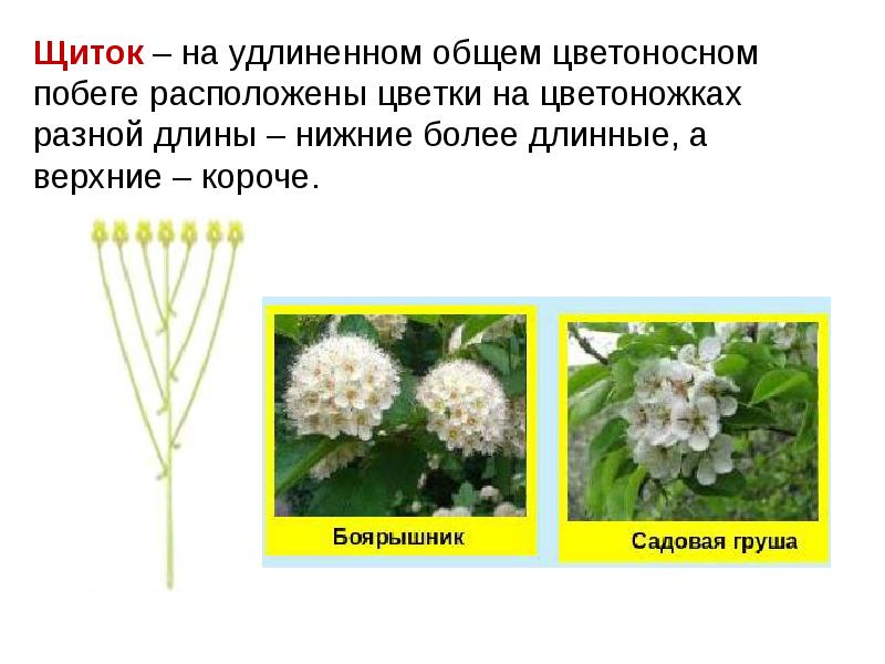 Соцветие щиток. Растения с соцветием щиток. Характеристика соцветия щиток. Строение соцветия щиток.