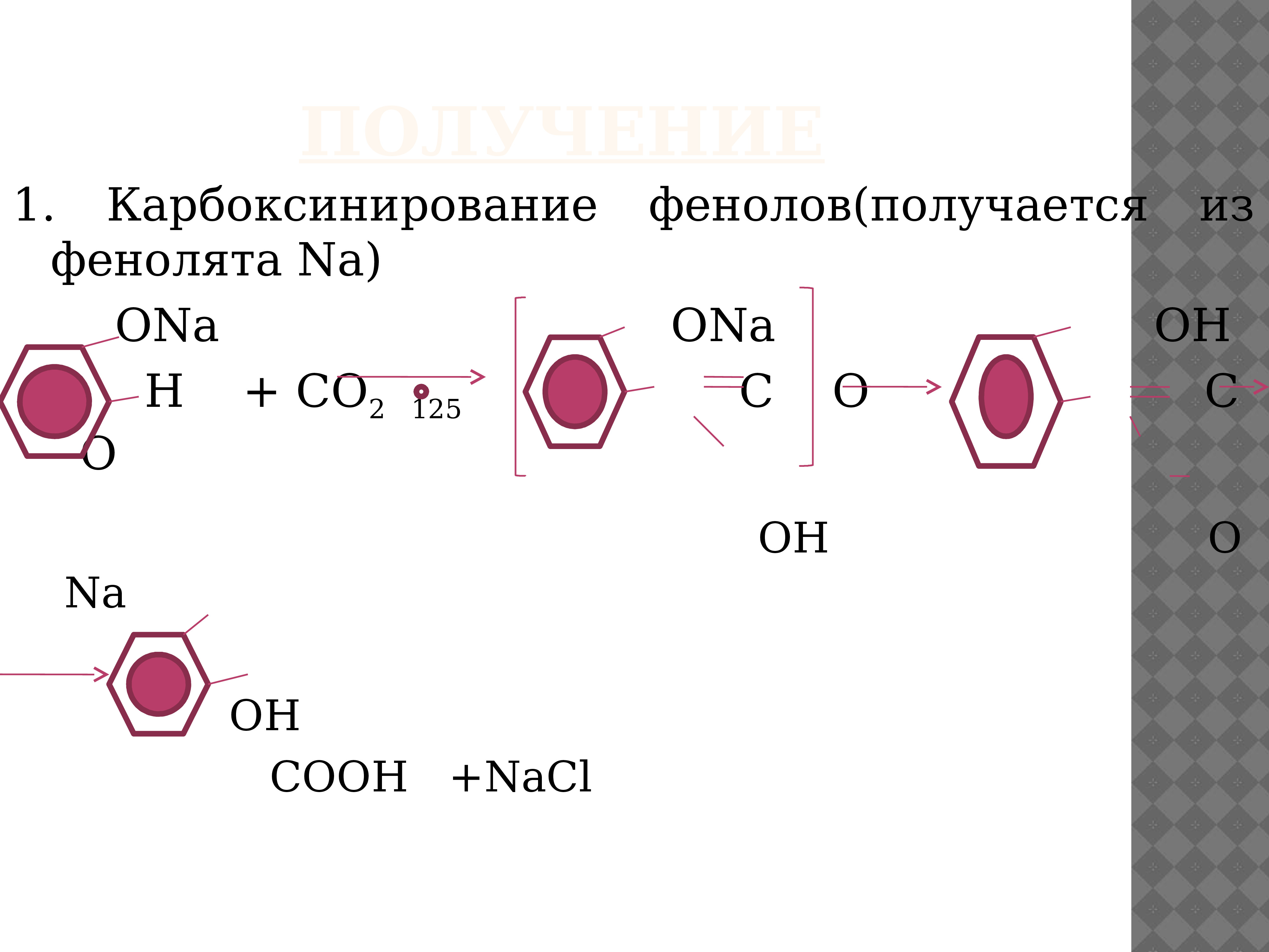 Фенола тюльпан фото