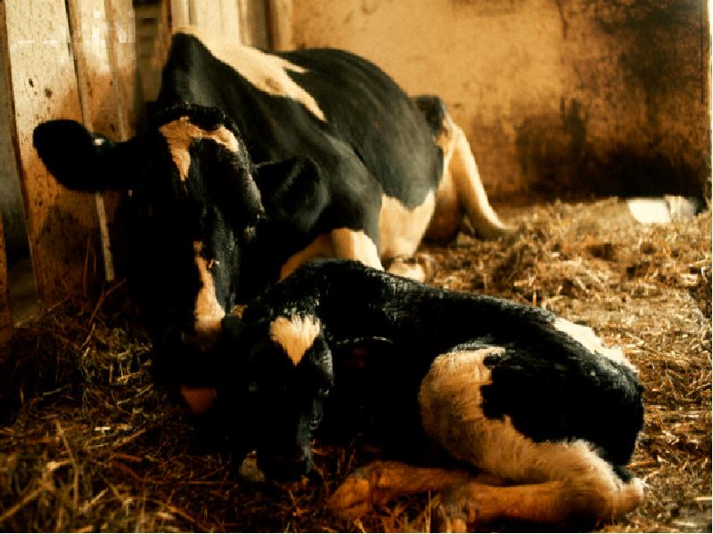 Телята после рождения. Послеродовой парез КРС. Послеродовой парез у коров. Эндокринные болезни телят.