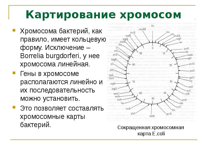 Презентация картирование хромосом