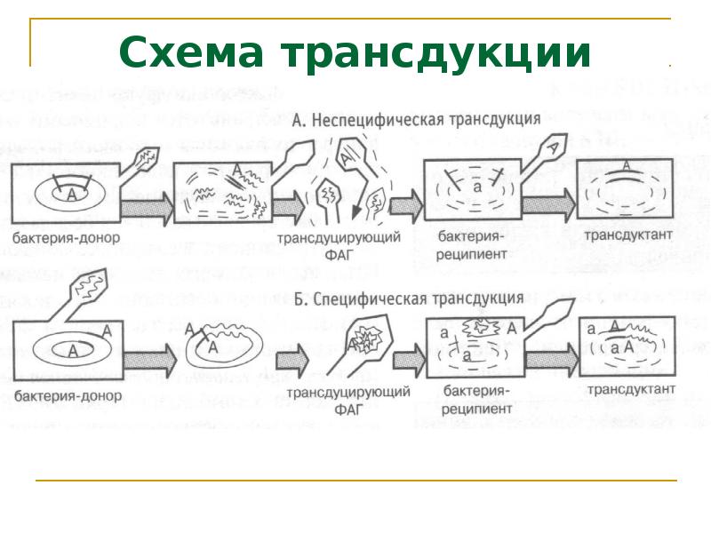 Схема трансдукция у бактерий