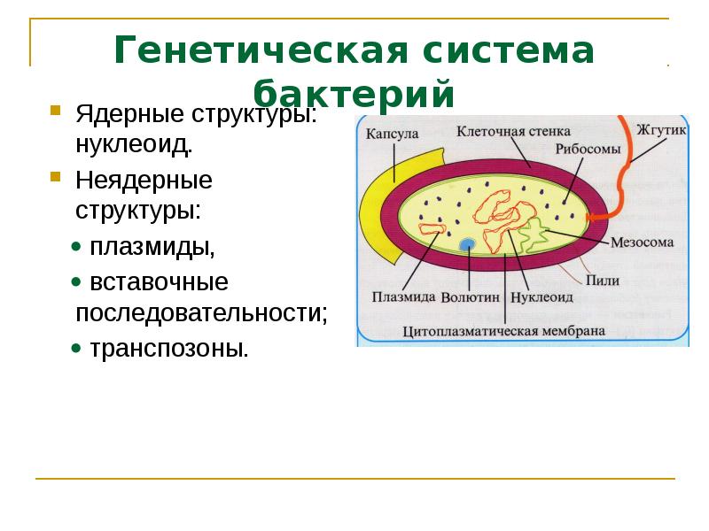 Нуклеоид в какой клетке