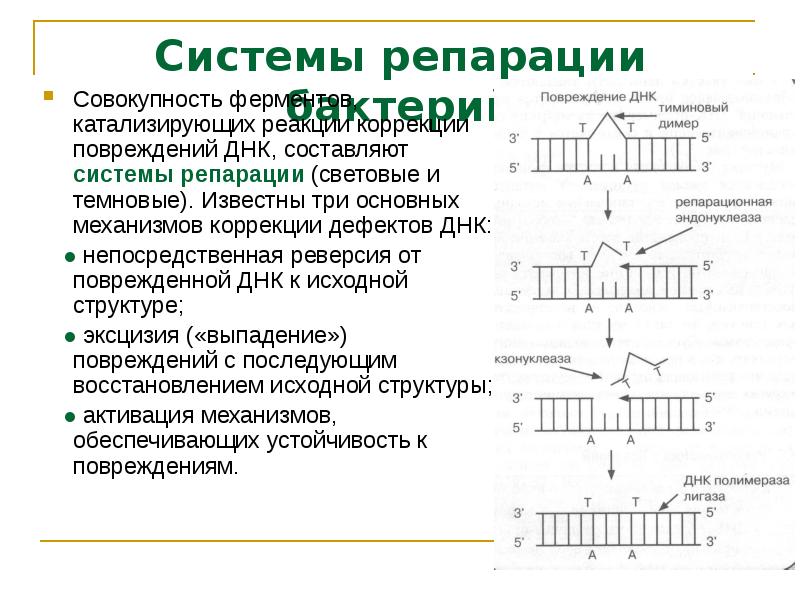 Что такое репарация. Прямая репарация ДНК схема. Репарация ДНК световая эксцизионная. Схема прямой репарации ДНК. Процесс репарации ДНК схема.