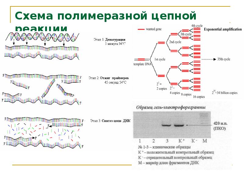 Пцр гмо. Полимеразная цепная реакция. Генетика бактерий. Генетика вирусов. Генетика презентация.