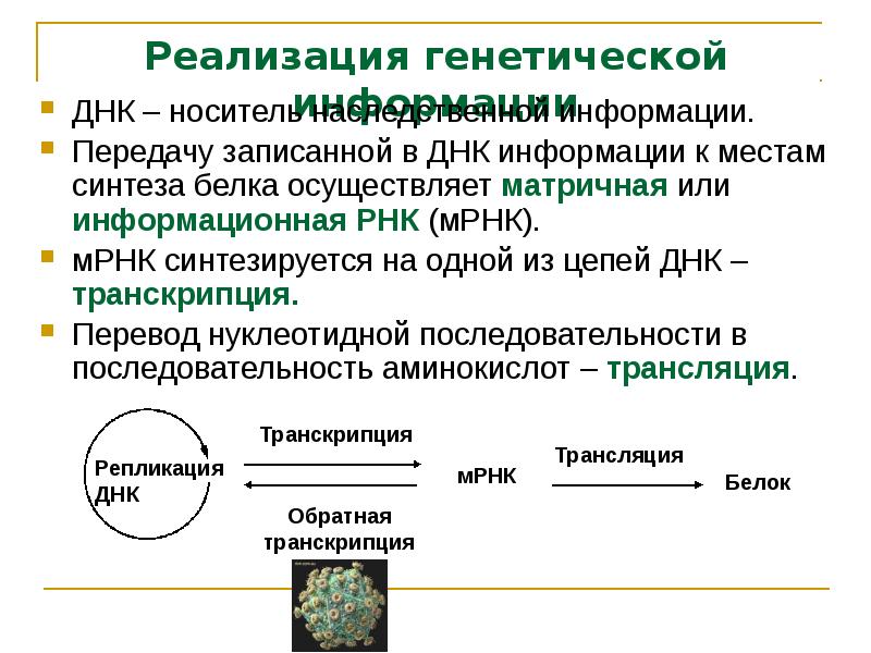 Днк информация. Как происходит реализация генетической информации. Схема реализации наследственной информации. РНК реализация наследственной информации. От чего зависит реализация генетической информации в клетке.