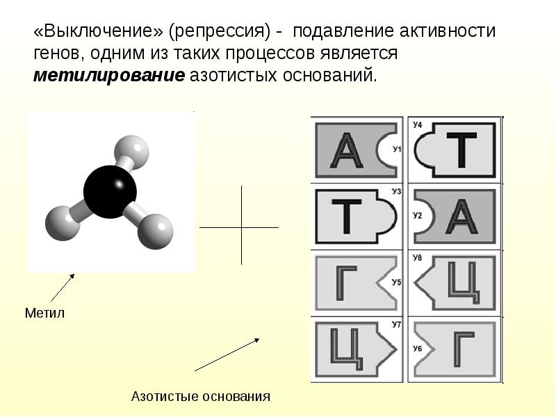 Проявление генов в онтогенезе презентация 10 класс