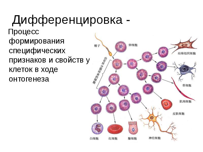 Дифференцировка клеток этапы. Дифференцировка клеток и тканей в ходе онтогенеза. Дифференцировка клеток. Дифференциация клеток.
