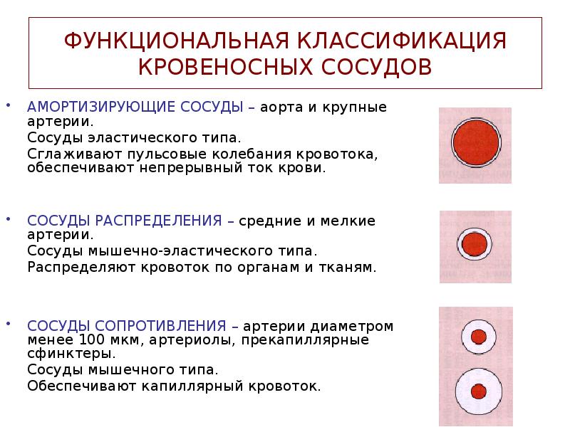 Функциональная классификация