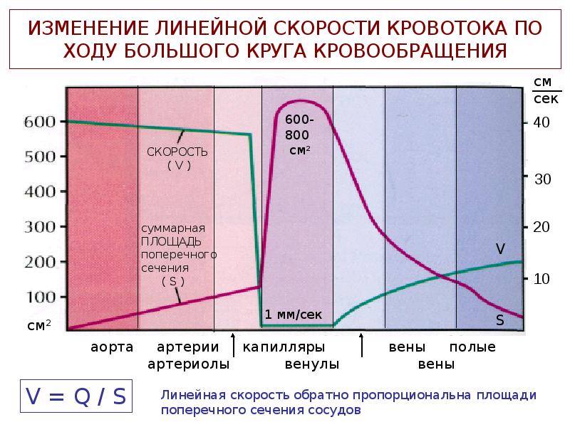 Линейная скорость кровотока в артериях