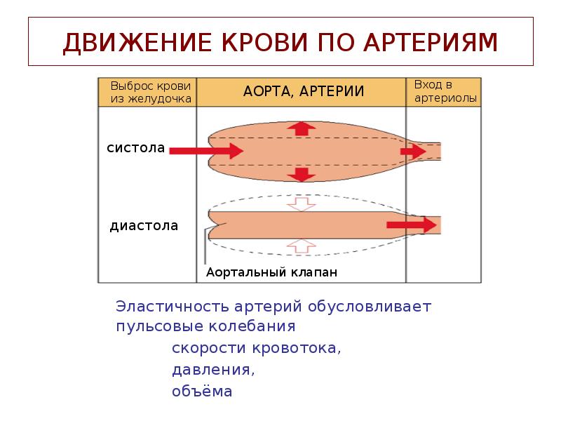 Определение скорости кровотока в сосудах ногтевого ложа