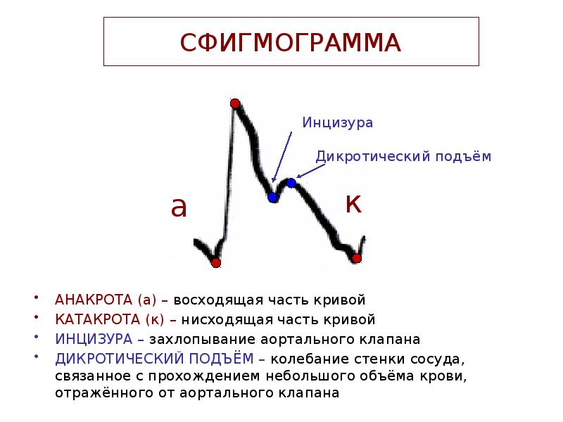 Части кривой. Анакрота и катакрота. Инцизура сфигмограмма. Дикротический зубец. Нисходящая кривая.