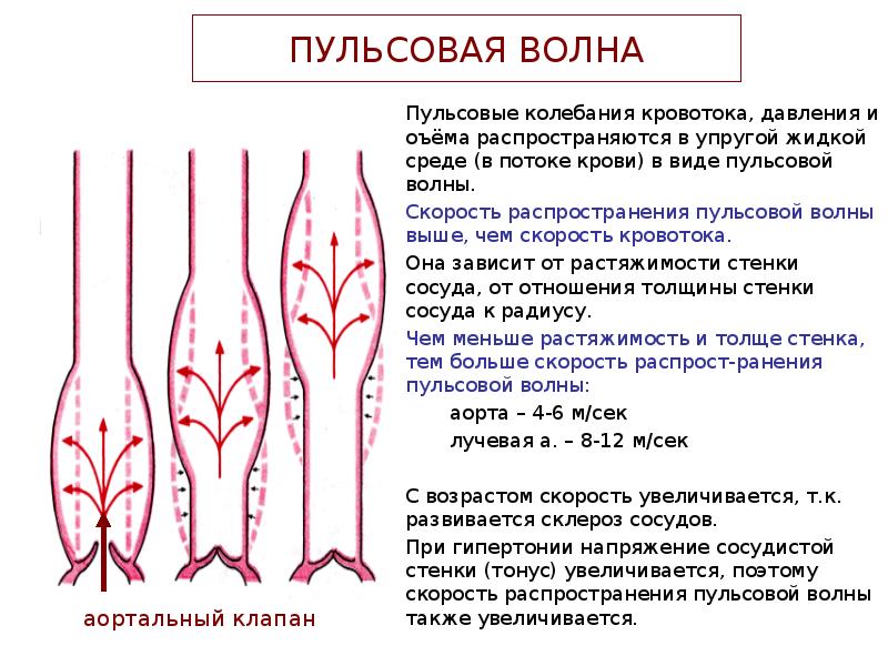 Измерение кровотока в сосудах ногтевого ложа. Пульсовая волна скорость пульсовой волны. Скорость распространения пульсовой волны. Скорость распространения пульсовой волны схема. Скорость распространения пульсовой волны больше.