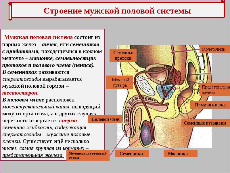 Половая система мужчины рисунок - 87 фото