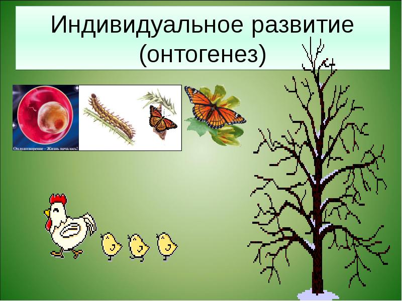 Тест размножение и развитие организмов 10