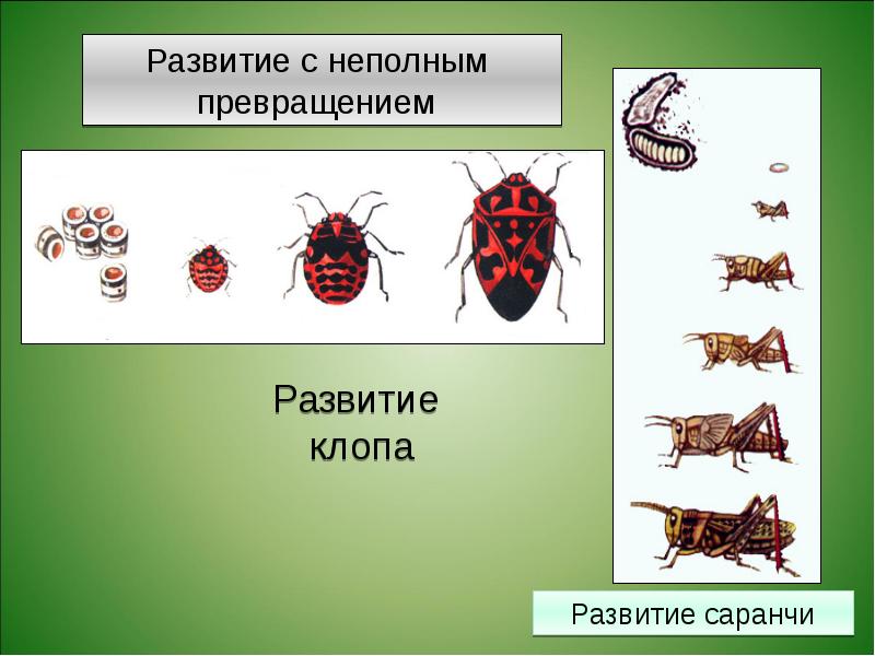 Какой тип питания характерен для клопа солдатика изображенного на рисунке