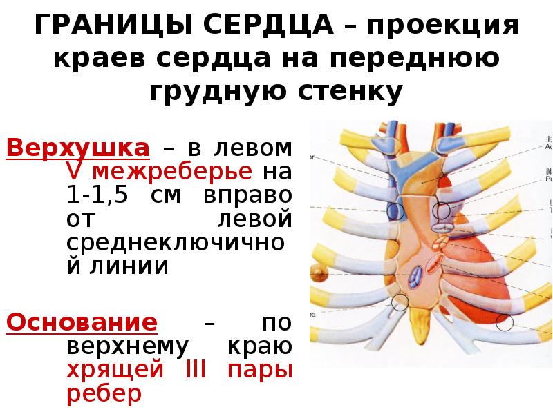 Проекция на переднюю грудную стенку