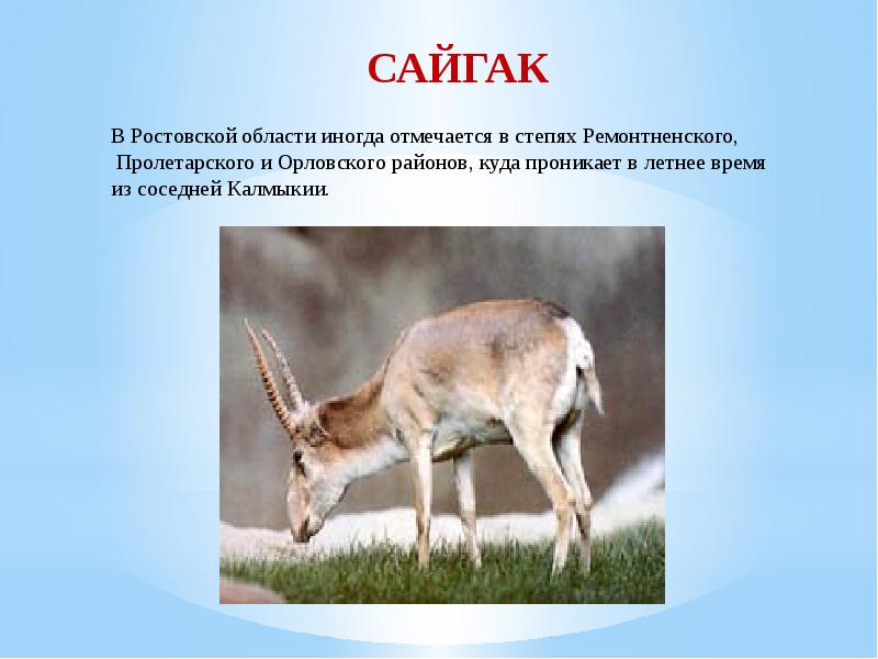 Красная книга ростовской области животные и растения фото и описание