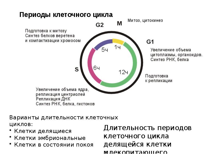 Клеточный цикл презентация