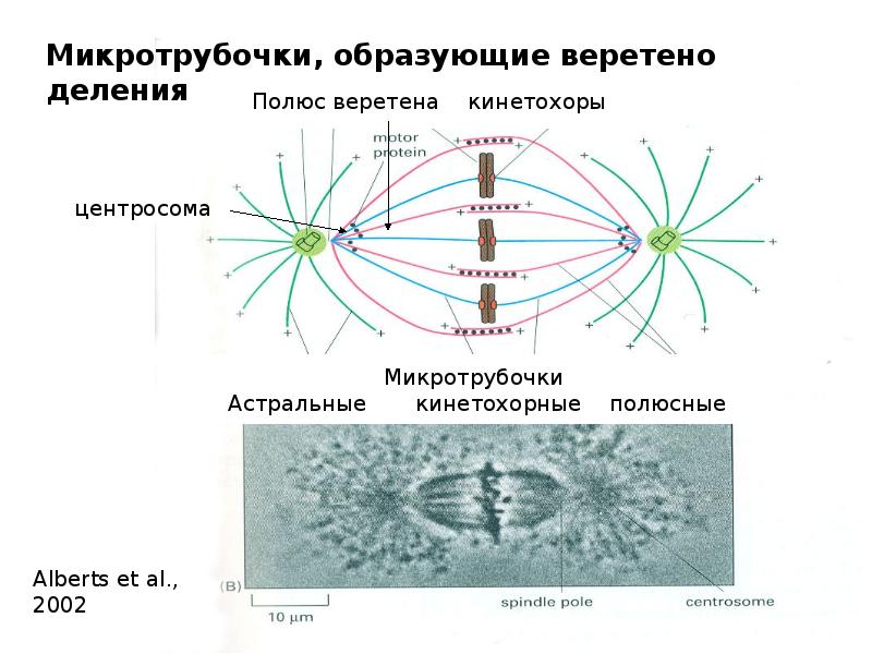 Нити веретена деления. Ахроматиновое Веретено деления. Астральный Тип веретена деления. Кинетохорные микротрубочки. Белки веретена деления.