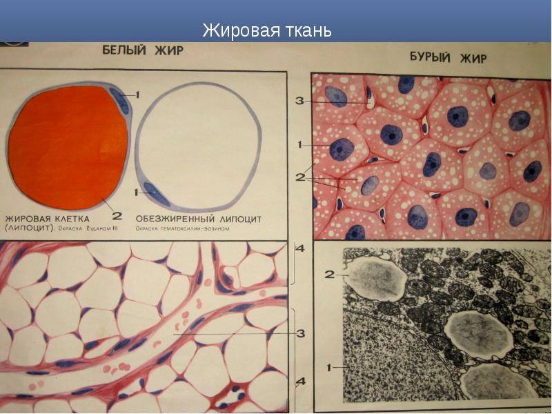 Соединительная жировая ткань рисунок